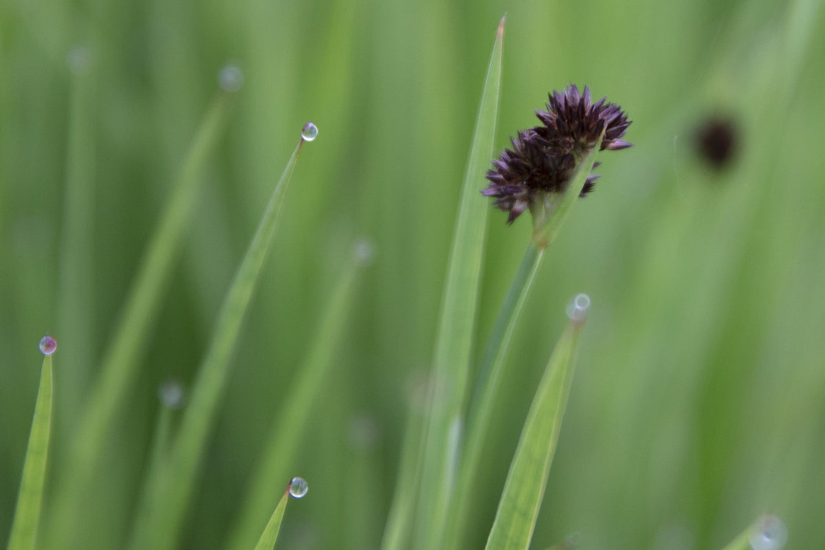 Juncus ensifolius