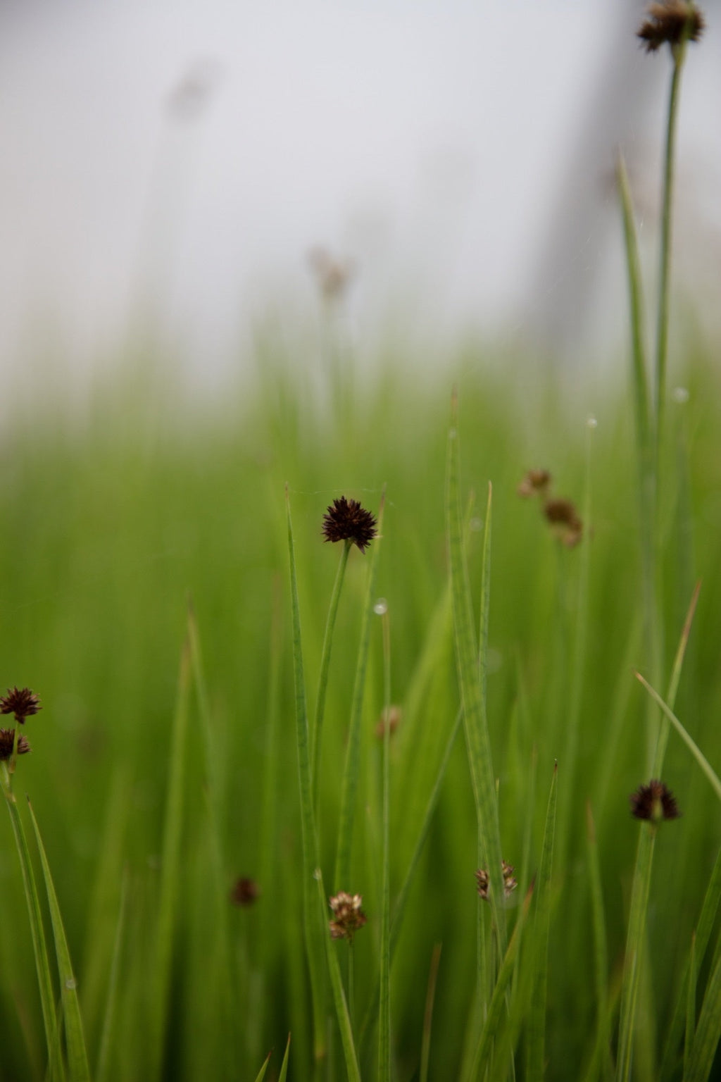 Juncus ensifolius