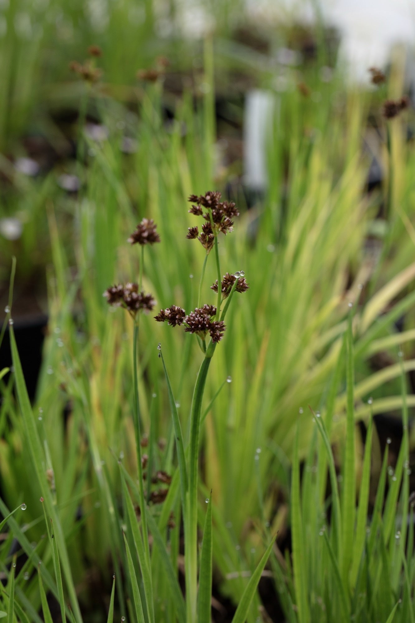 Juncus ensifolius