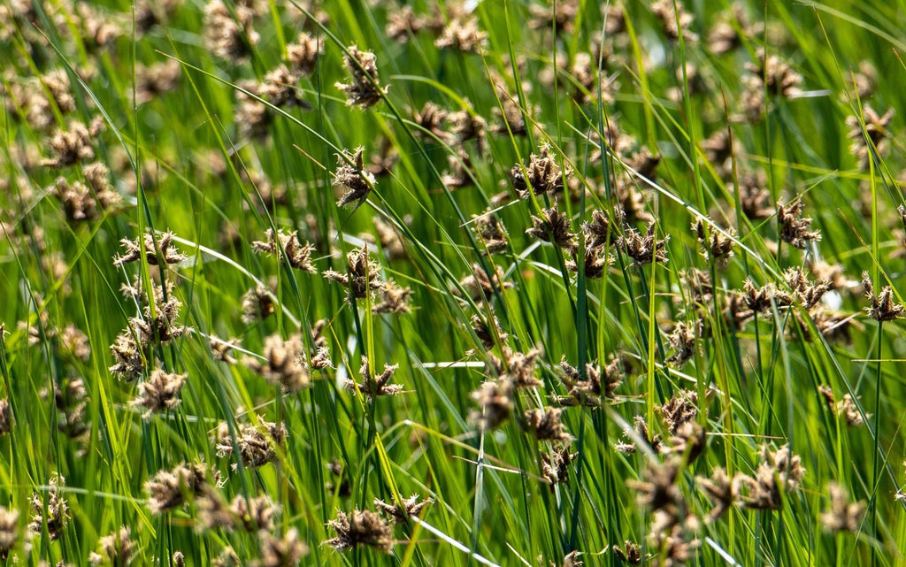 Juncus ensifolius
