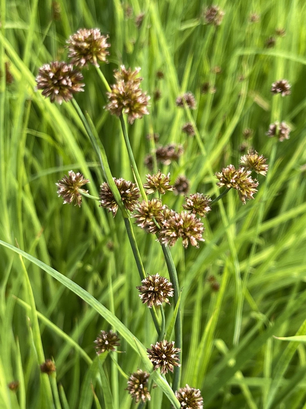 Juncus ensifolius