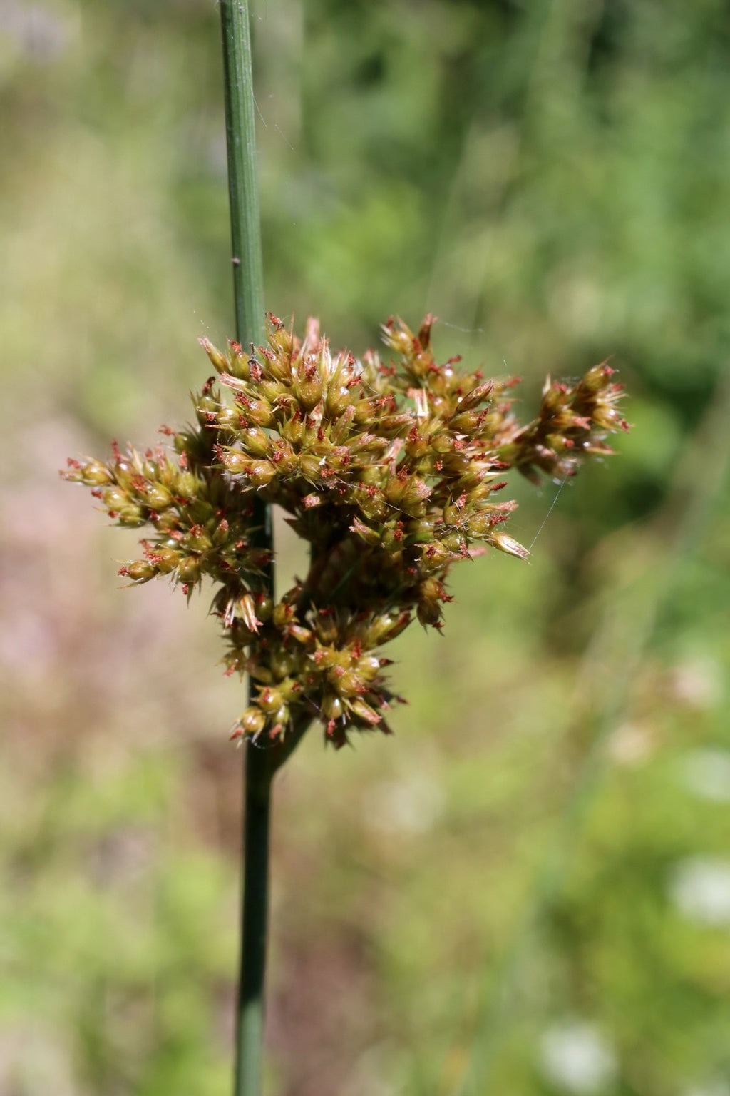 Juncus inflexus