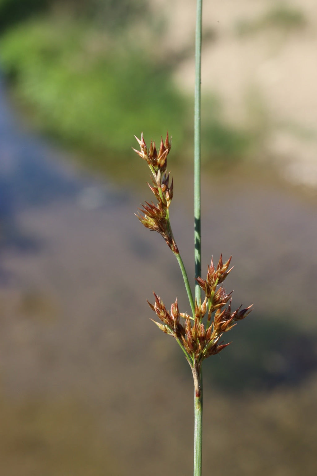Juncus inflexus