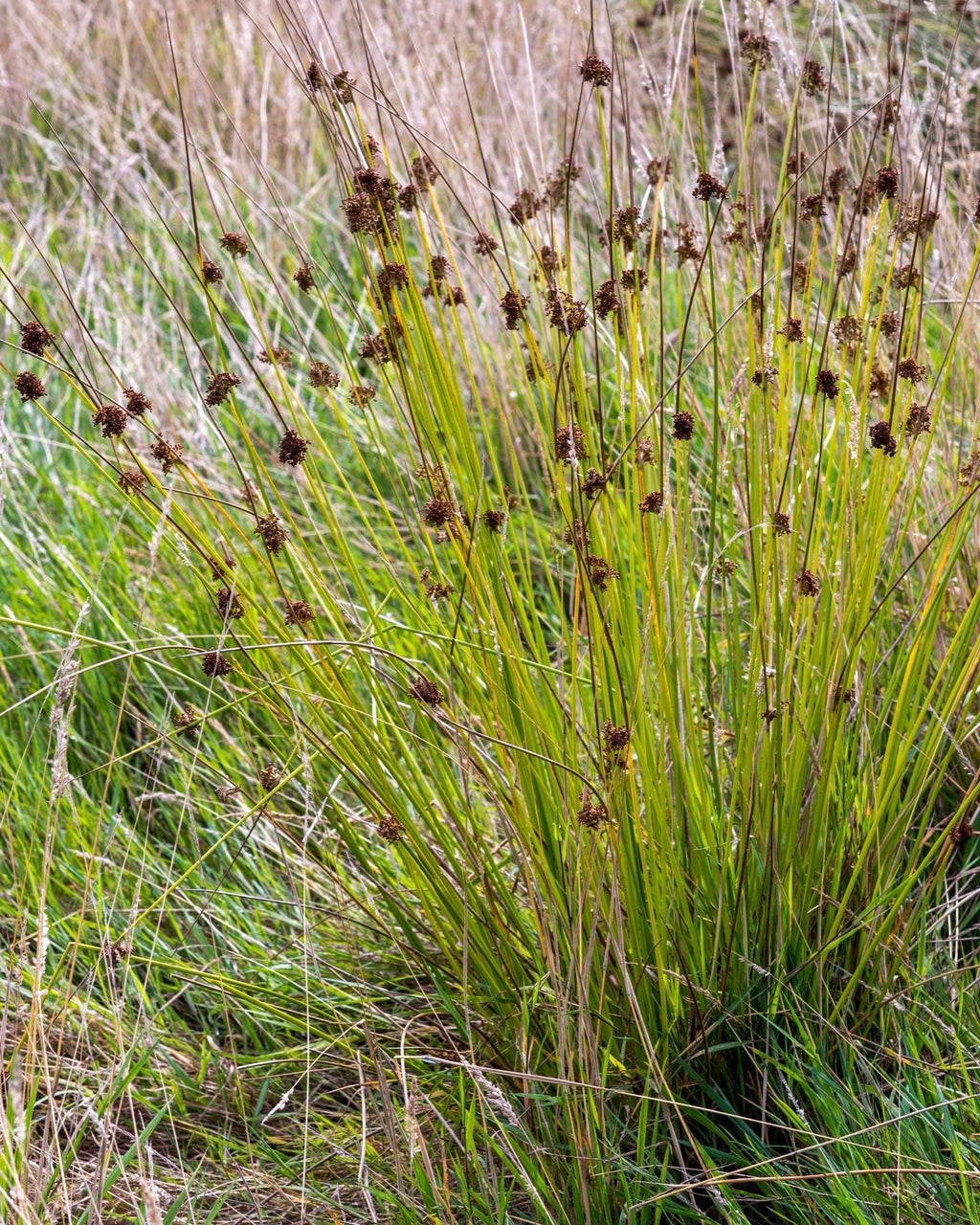 Juncus inflexus