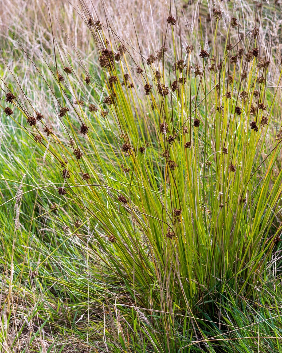 Juncus inflexus