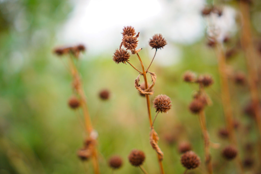 Juncus inflexus