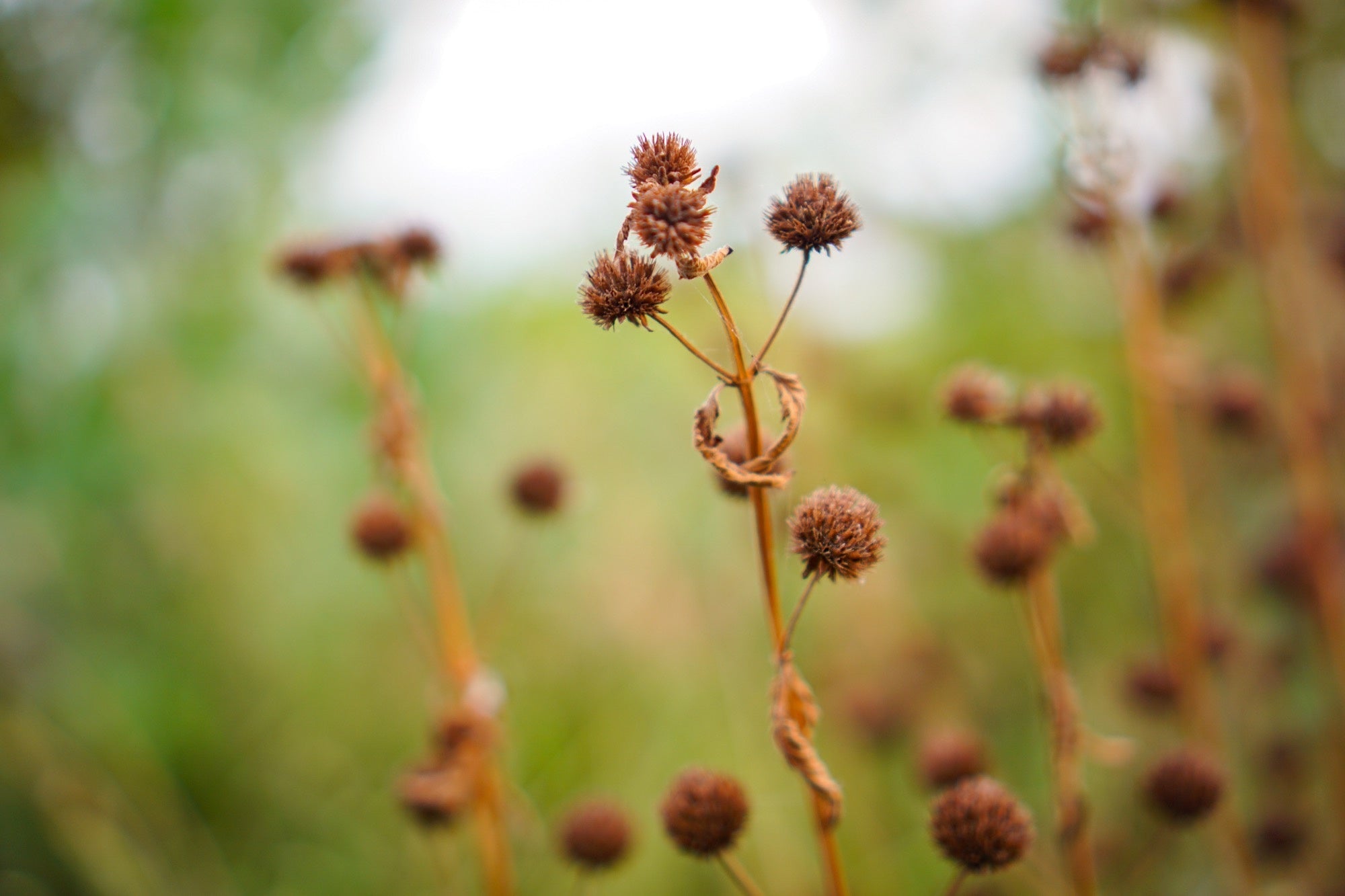 Juncus inflexus