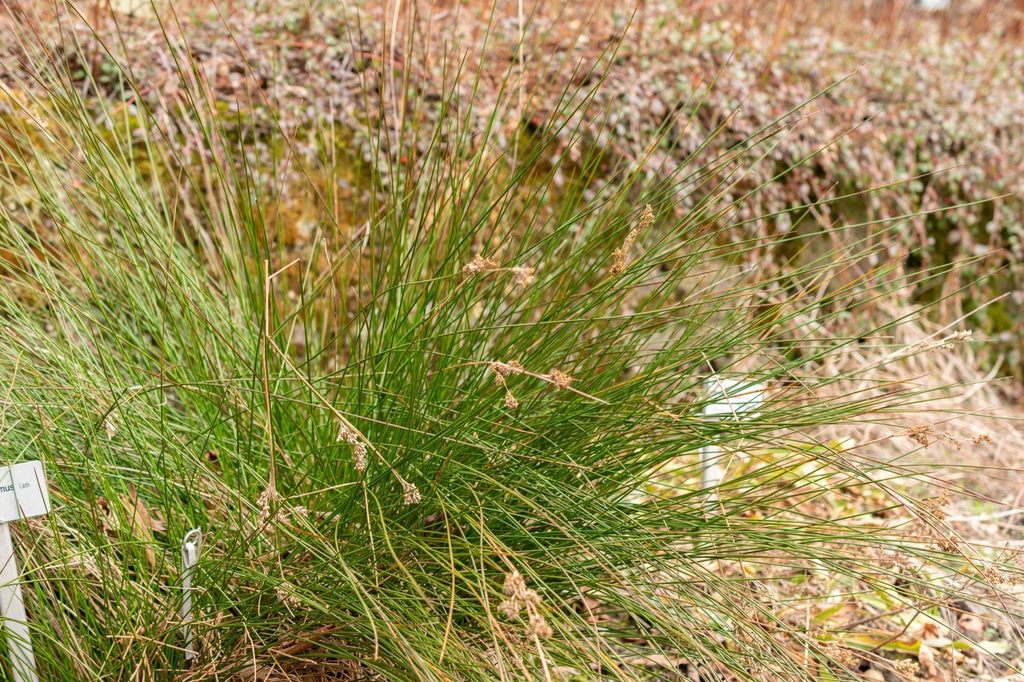 Juncus maritimus