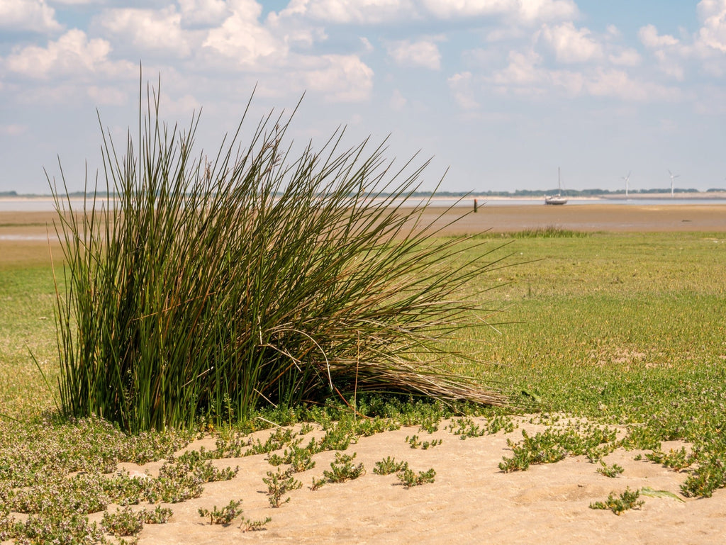 Juncus maritimus