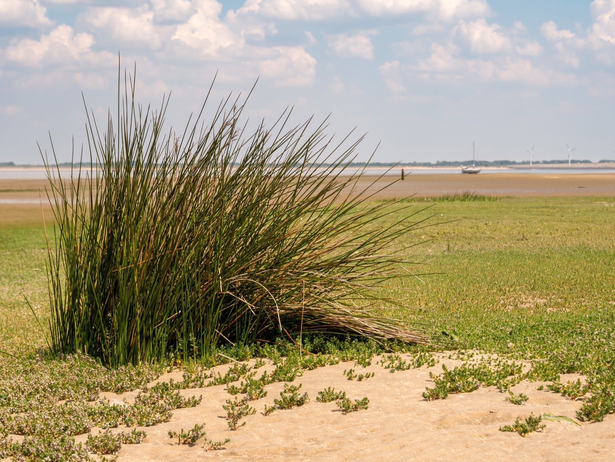 Juncus maritimus