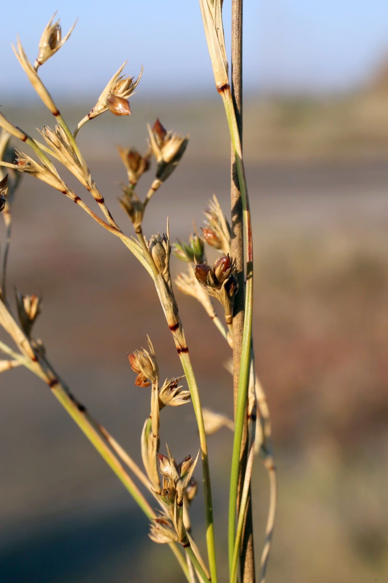 Juncus maritimus