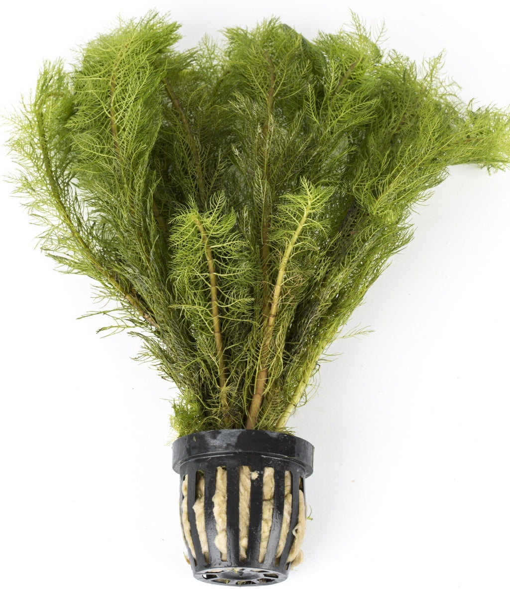 Myriophyllum scabratum