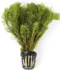 Myriophyllum scabratum
