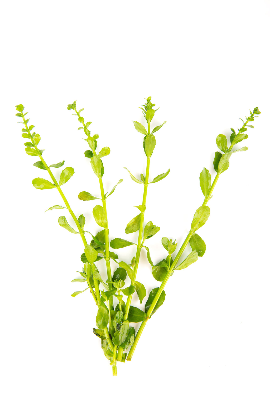 Bacopa monnieri