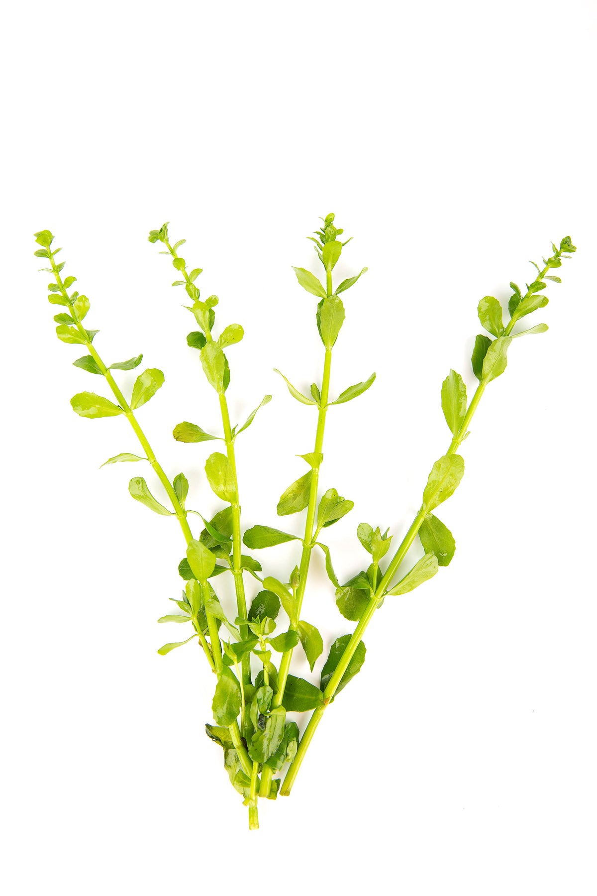 Bacopa monnieri