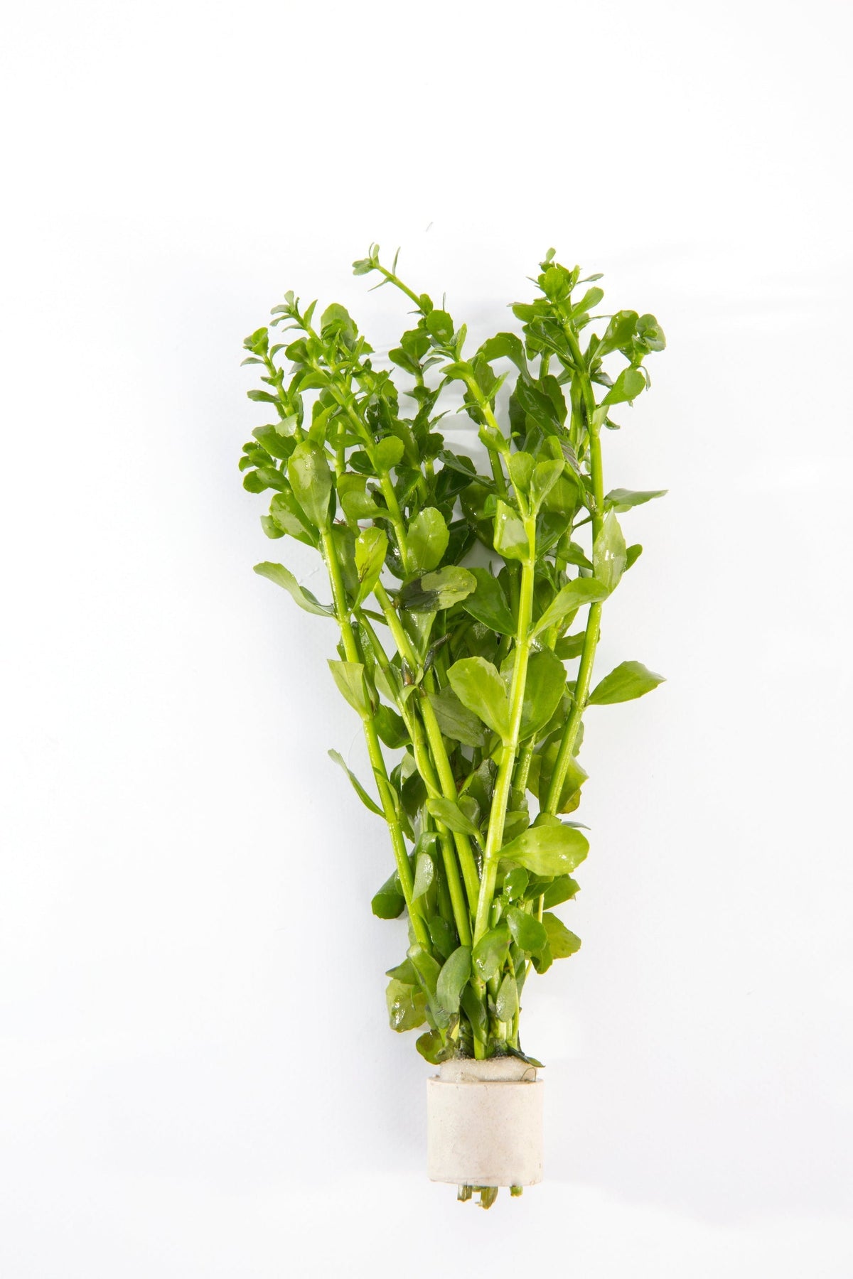 Bacopa monnieri