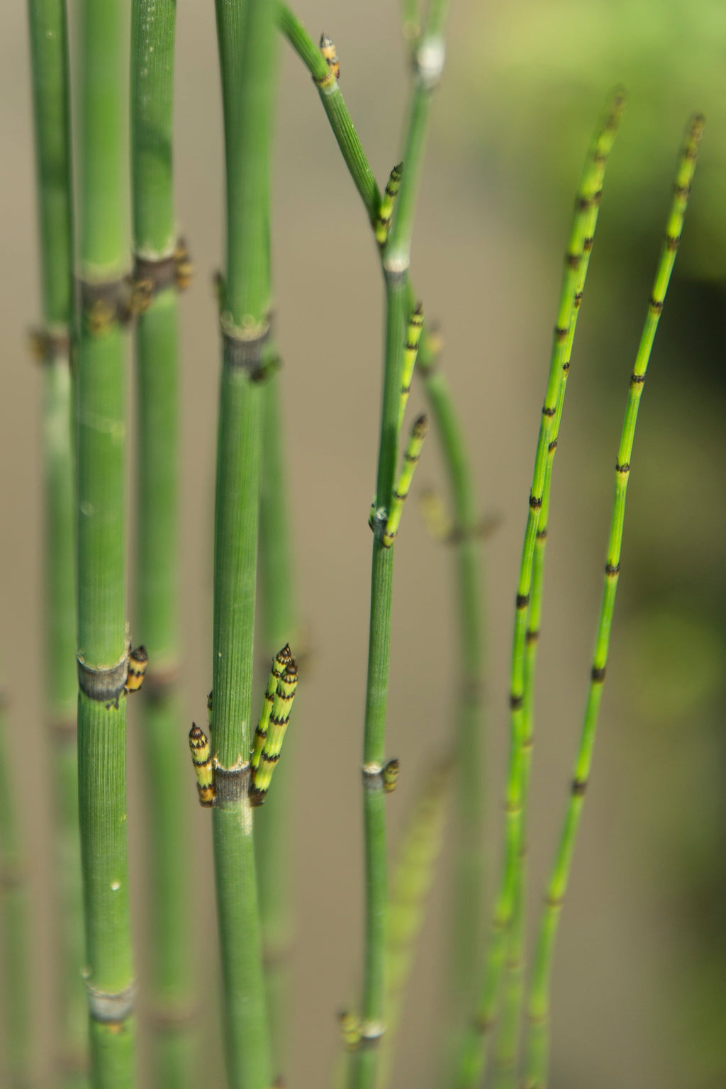 Equisetum hyemale