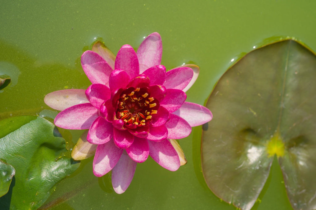 Nymphaea 'Laydekeri Fulgens'