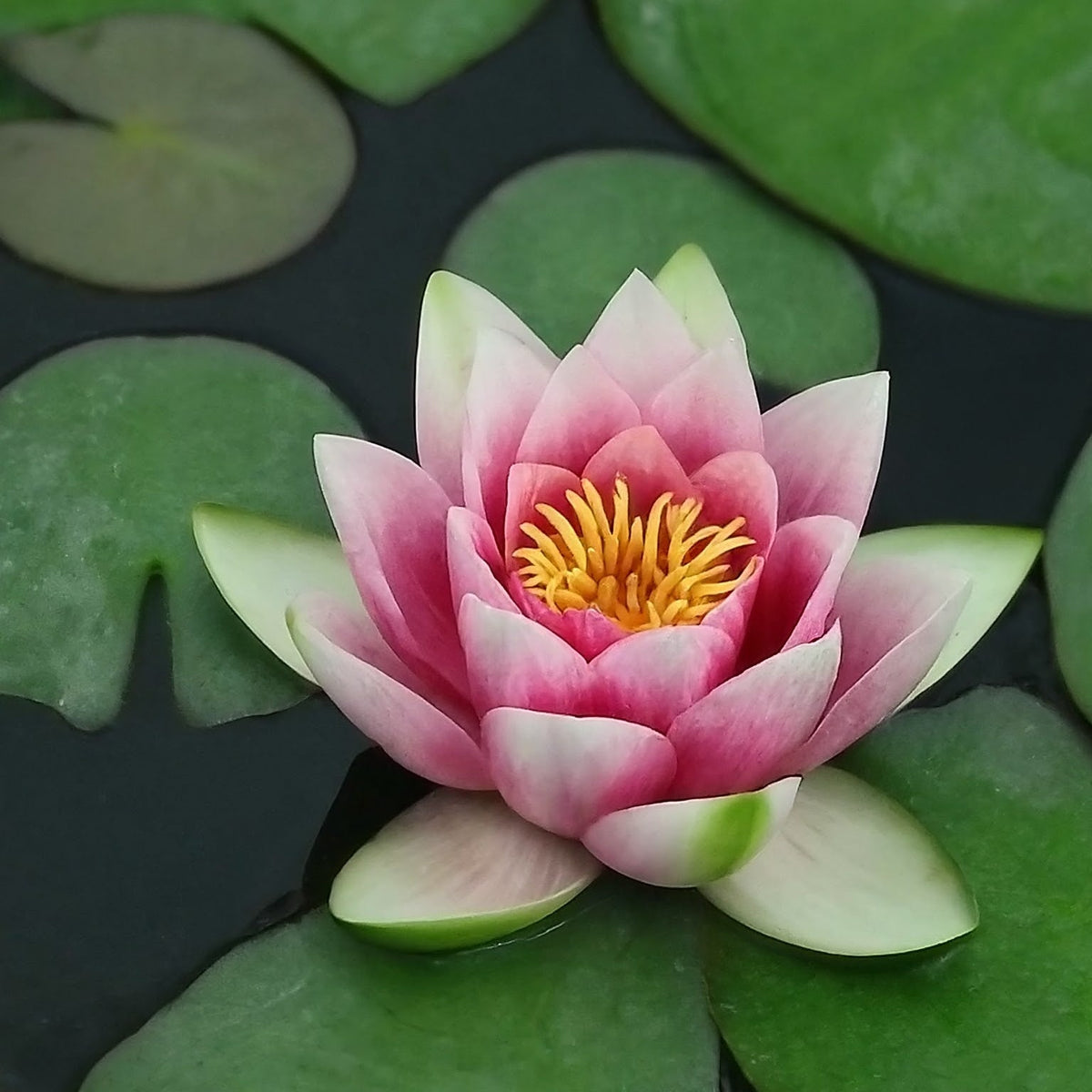 Nymphaea 'Laydekeri Lilacea'