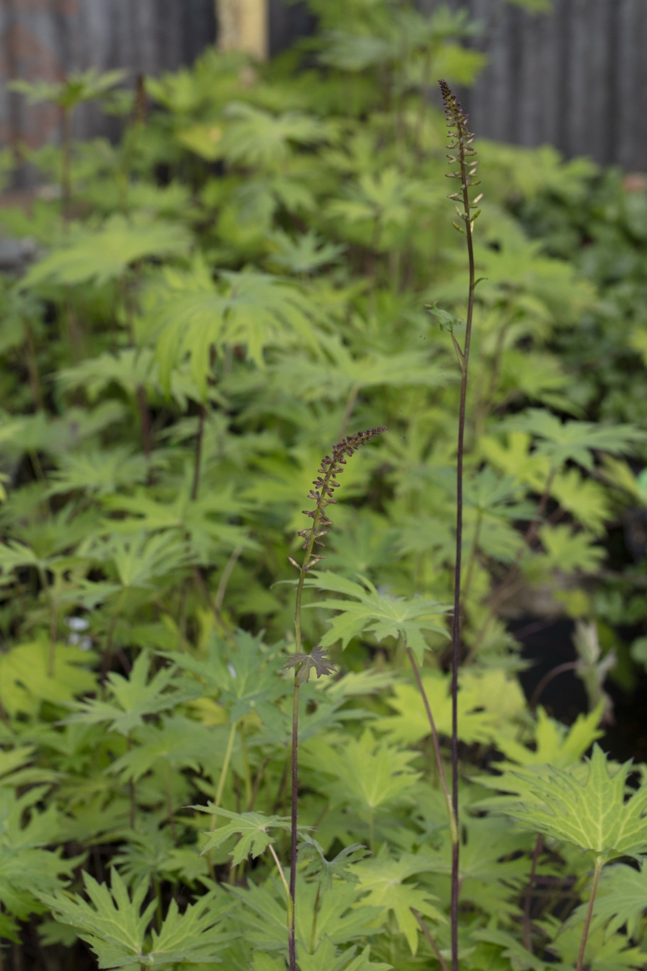 Ligularia przewalskii