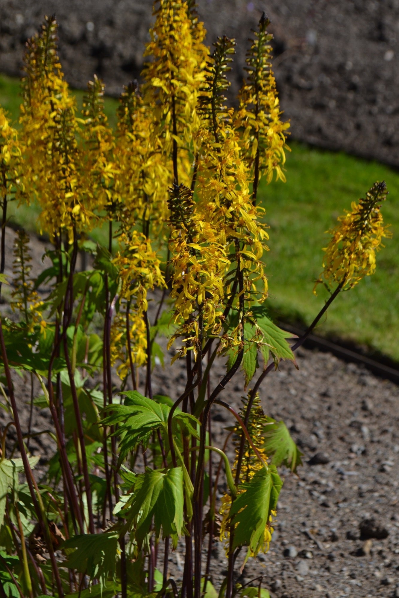 Ligularia przewalskii