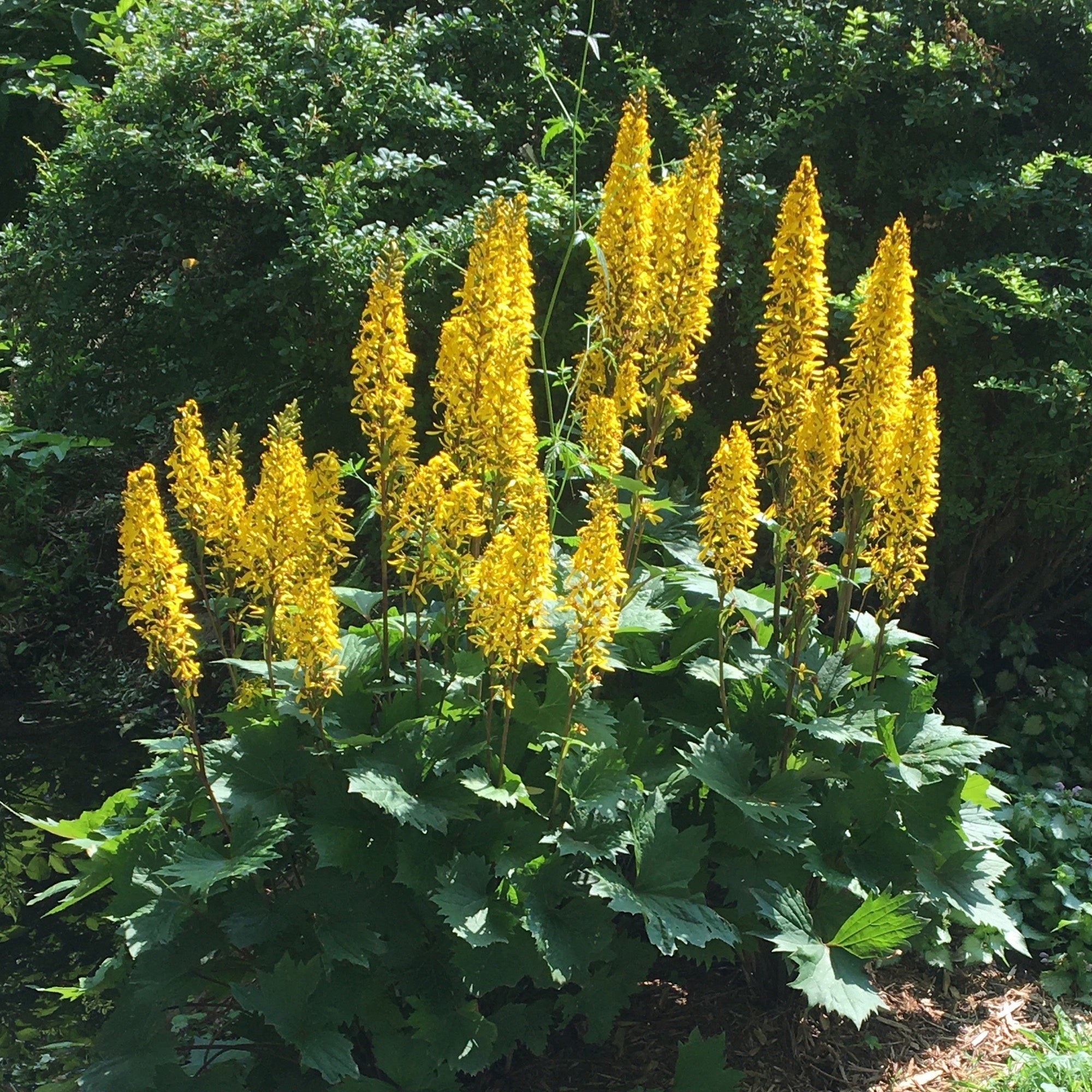 Ligularia przewalskii