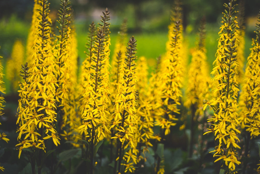 Ligularia przewalskii