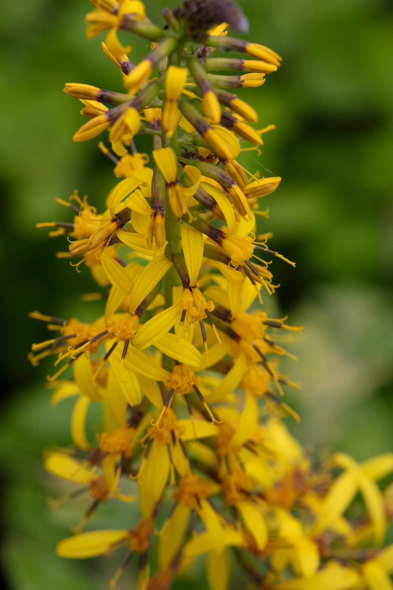 Ligularia przewalskii