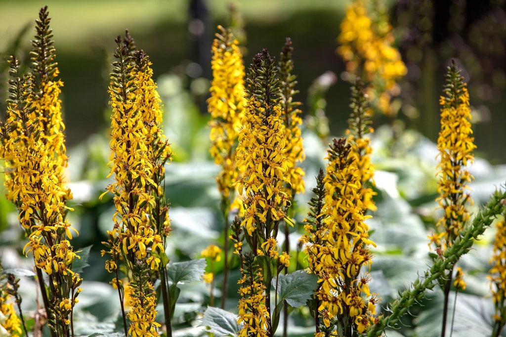 Ligularia przewalskii