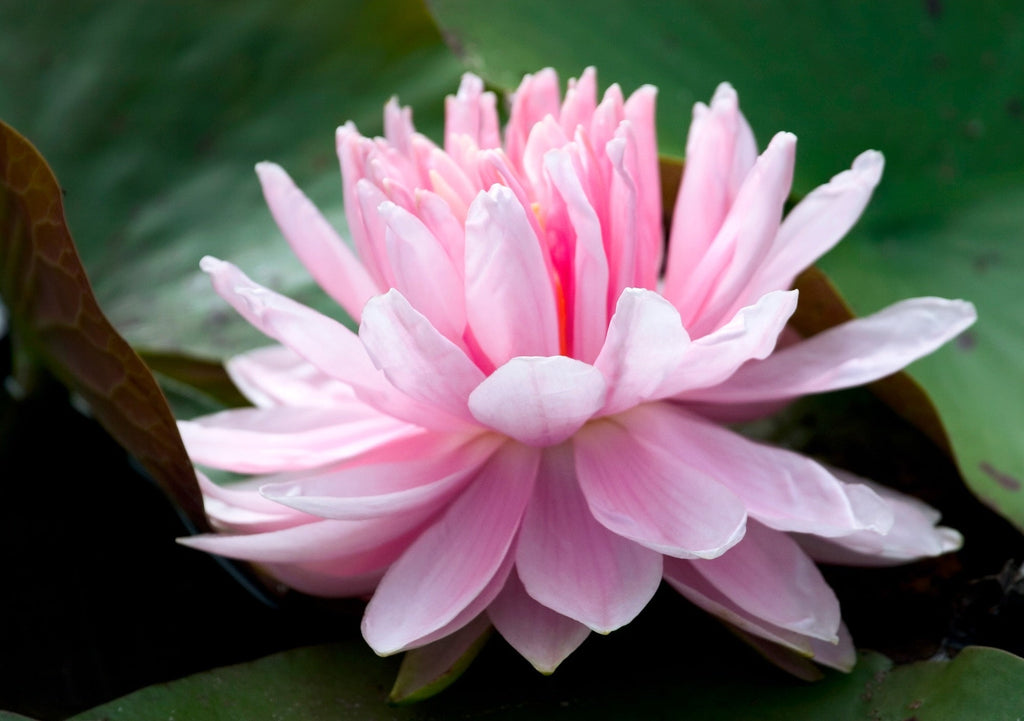 Nymphaea 'Lily Pons'