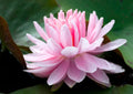 Nymphaea 'Lily Pons'