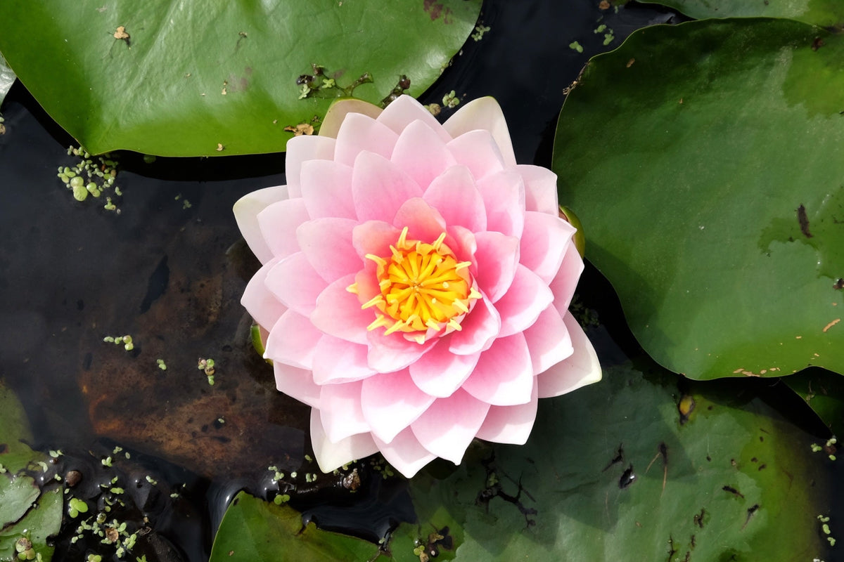 Nymphaea 'Lily Pons'