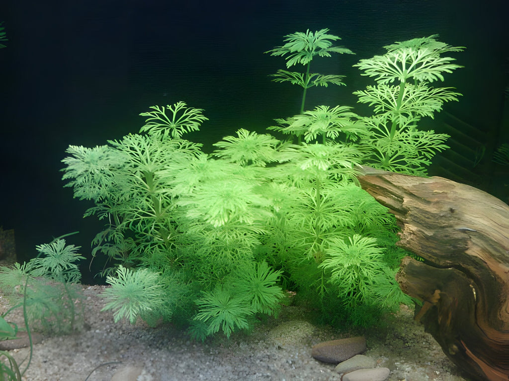 Limnophila sessiliflora