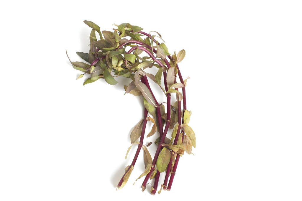 Limnophila aromatica
