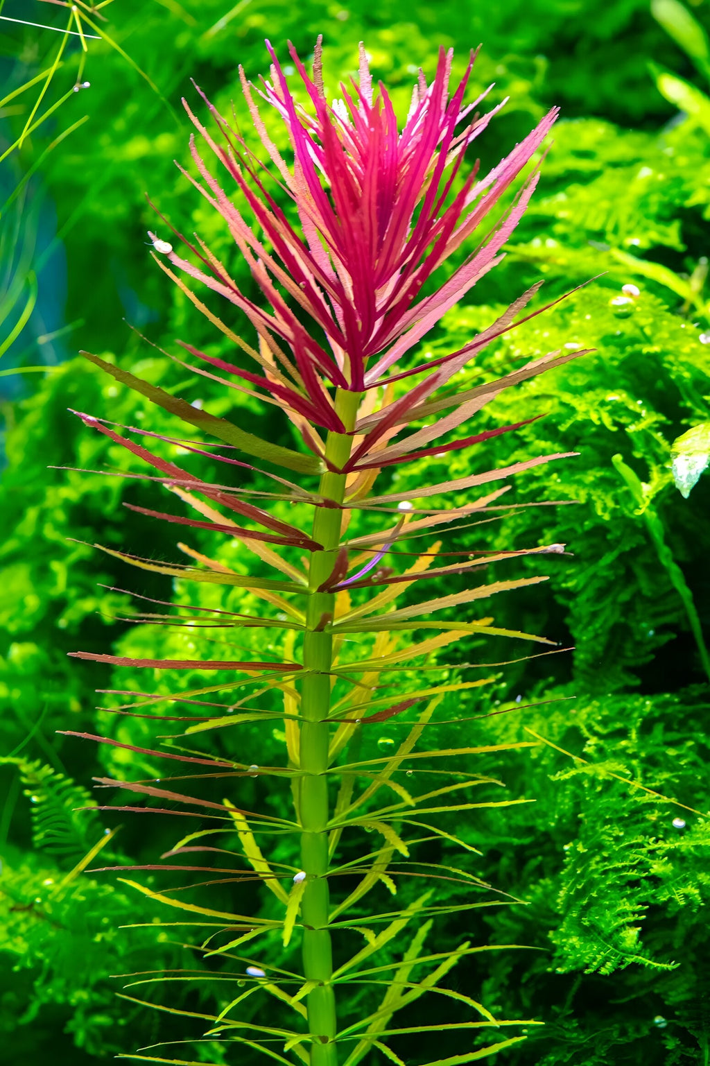 Limnophila hippuroides