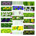 5 Varieties Potted - 1 LTR Plants