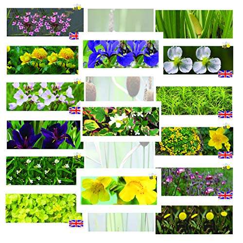Marginal Pond Plants 8 Varieties