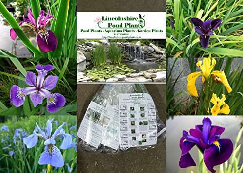 Iris - 6 Selected Iris for Ponds & Garden Borders