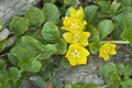 Lysimachia nummularia