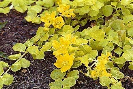 Lysimachia nummularia aurea