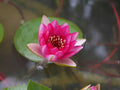 Nymphaea 'Liou'