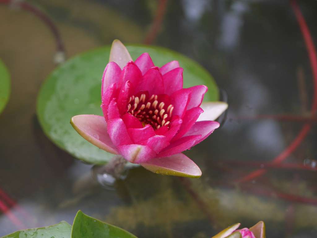 Nymphaea 'Liou'
