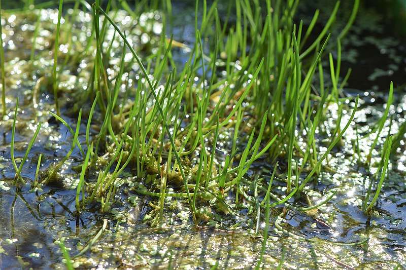 Litorella uniflora