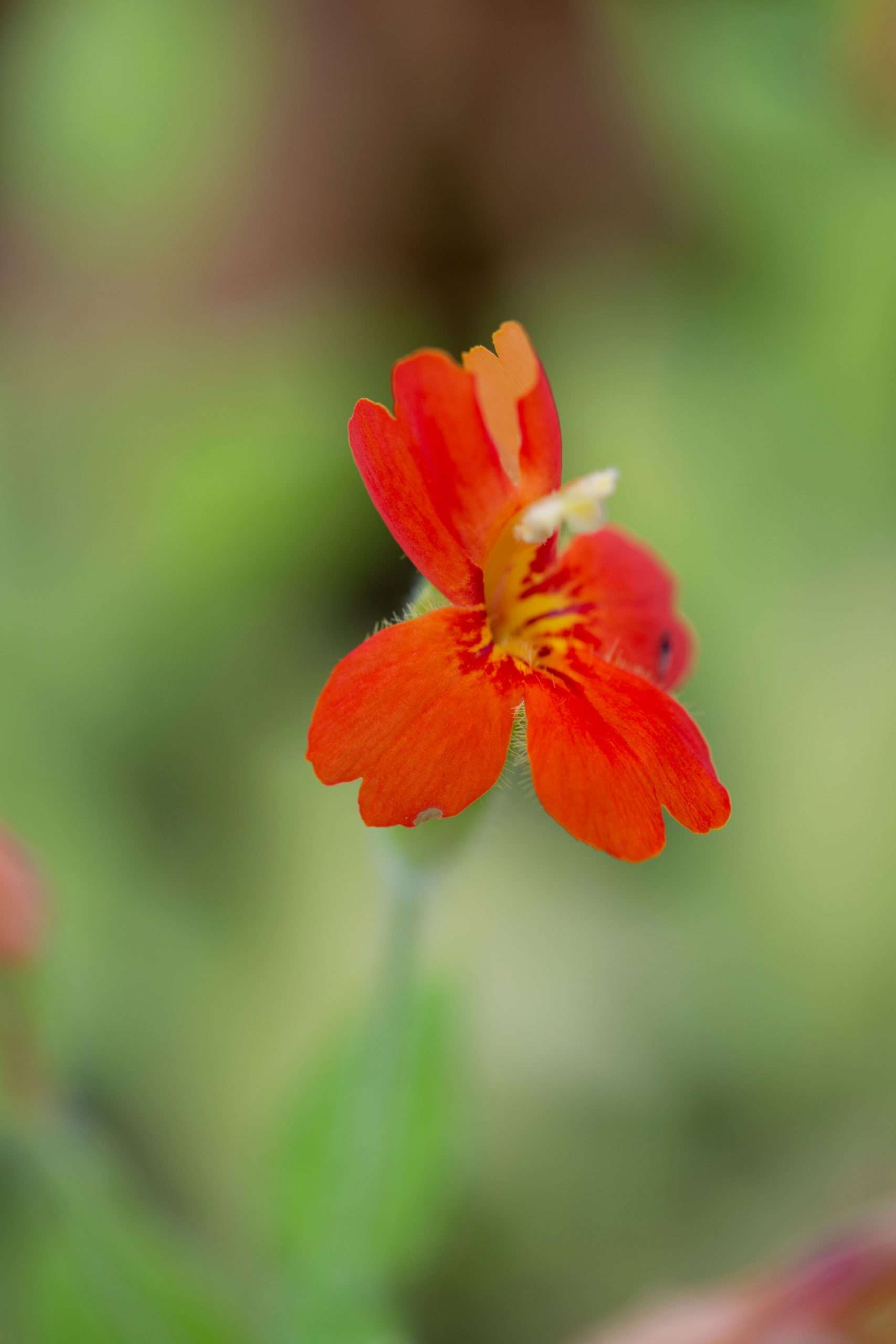 Lobelia cardinalis