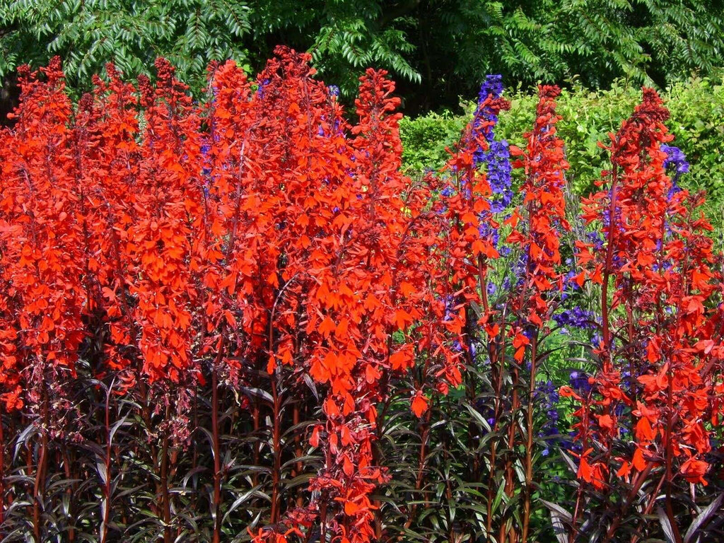Lobelia 'Queen Victoria'