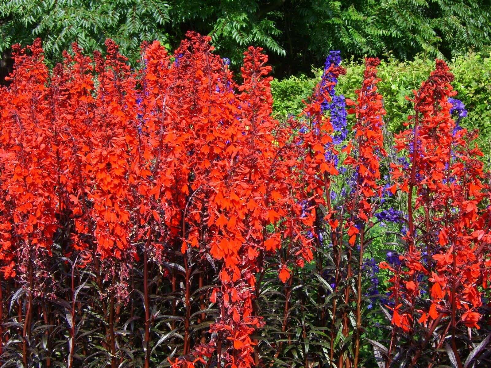 Lobelia 'Queen Victoria'