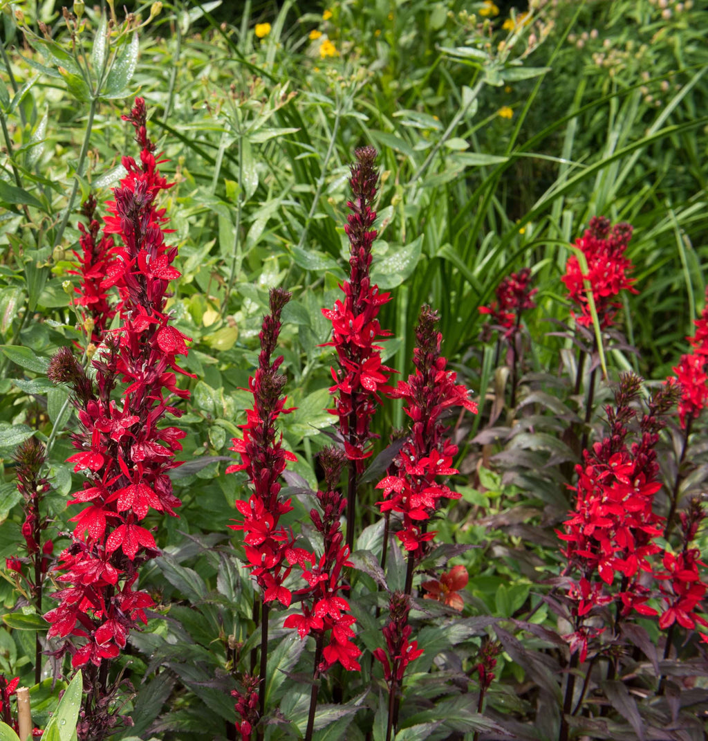 Lobelia cardinalis
