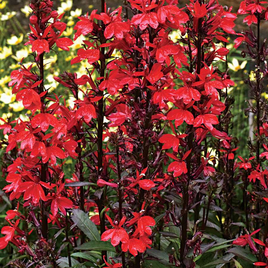 Lobelia cardinalis