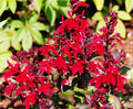 Lobelia 'Queen Victoria'