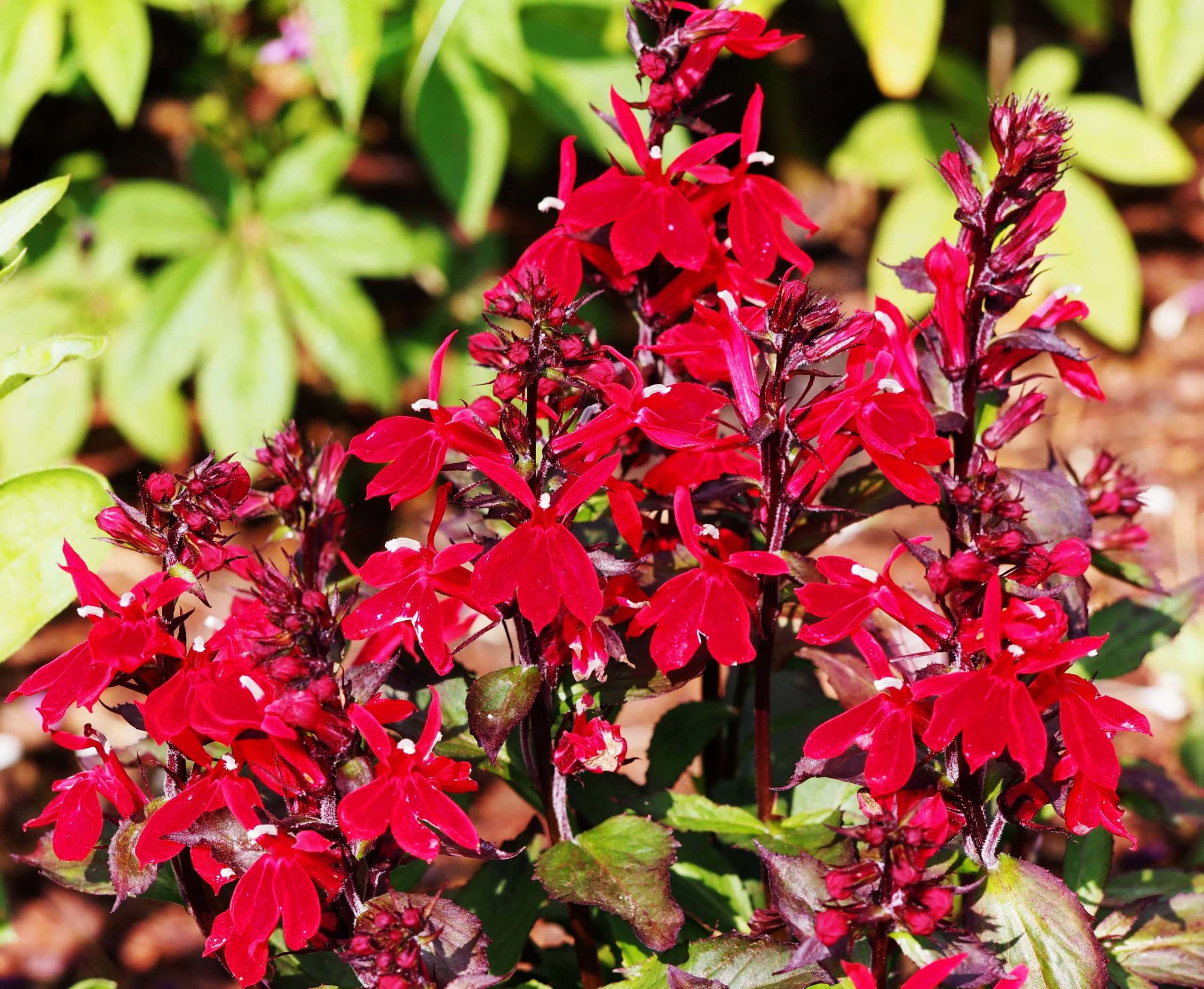 Lobelia 'Queen Victoria'